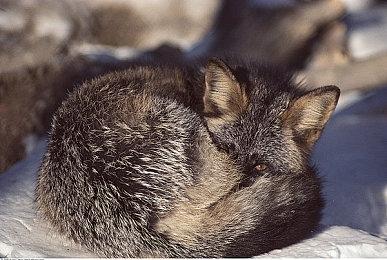 《美女请别影响我成仙》预告 和美女们一起修仙